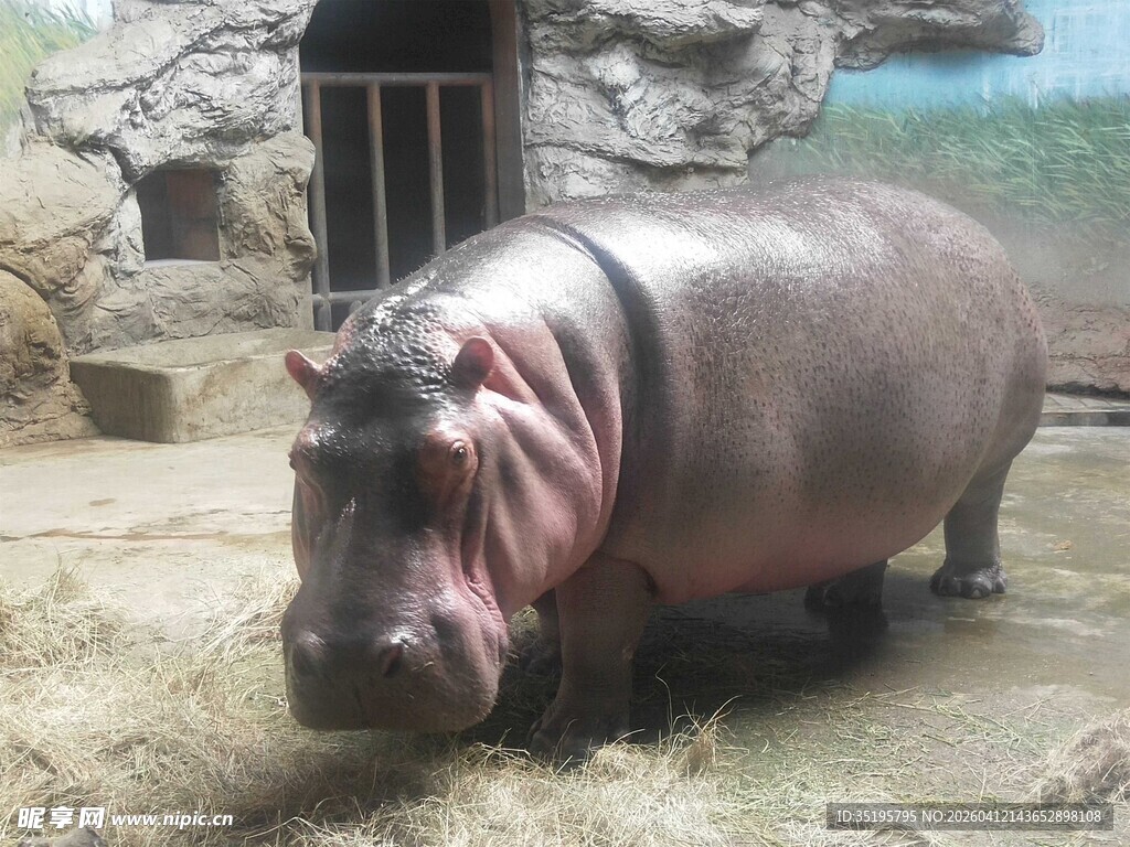 动物园里的河马