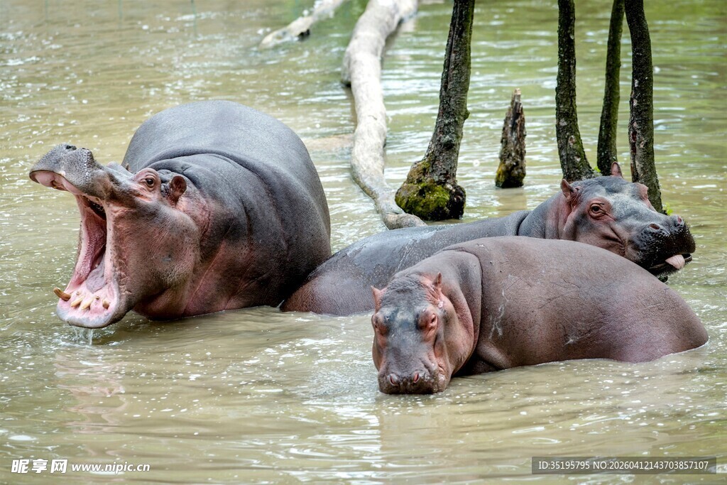 水中河马群张嘴休憩