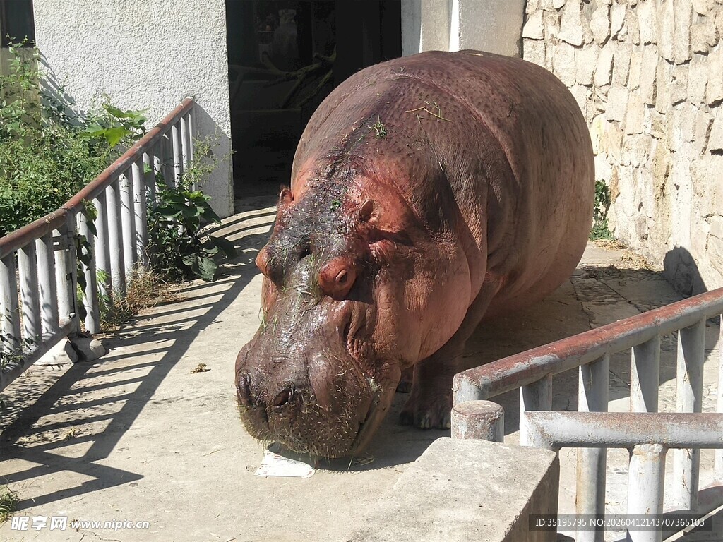 河马在户外台阶处行走