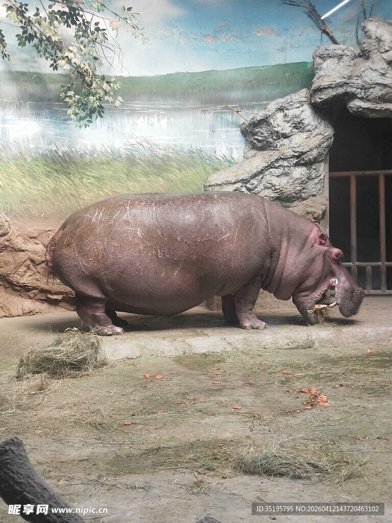 动物园中休憩的河马