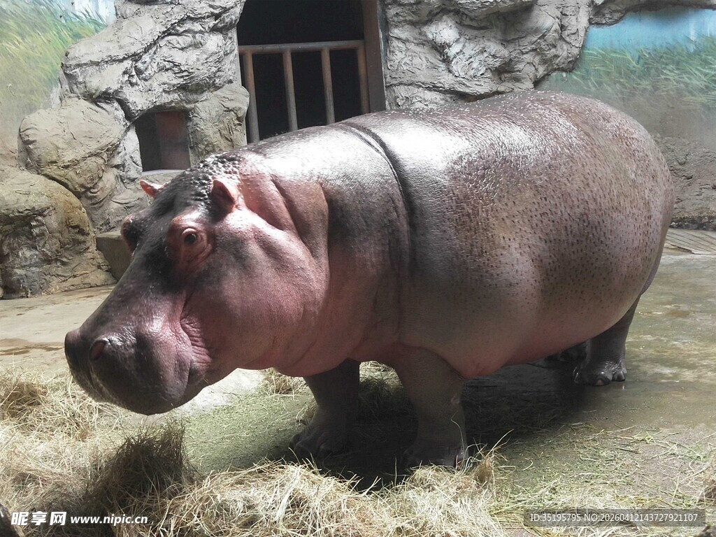 动物园里的河马