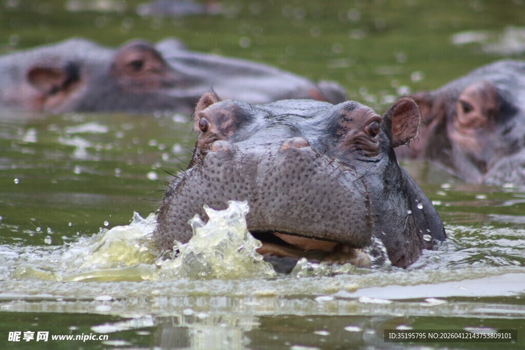 水中嬉戏的河马