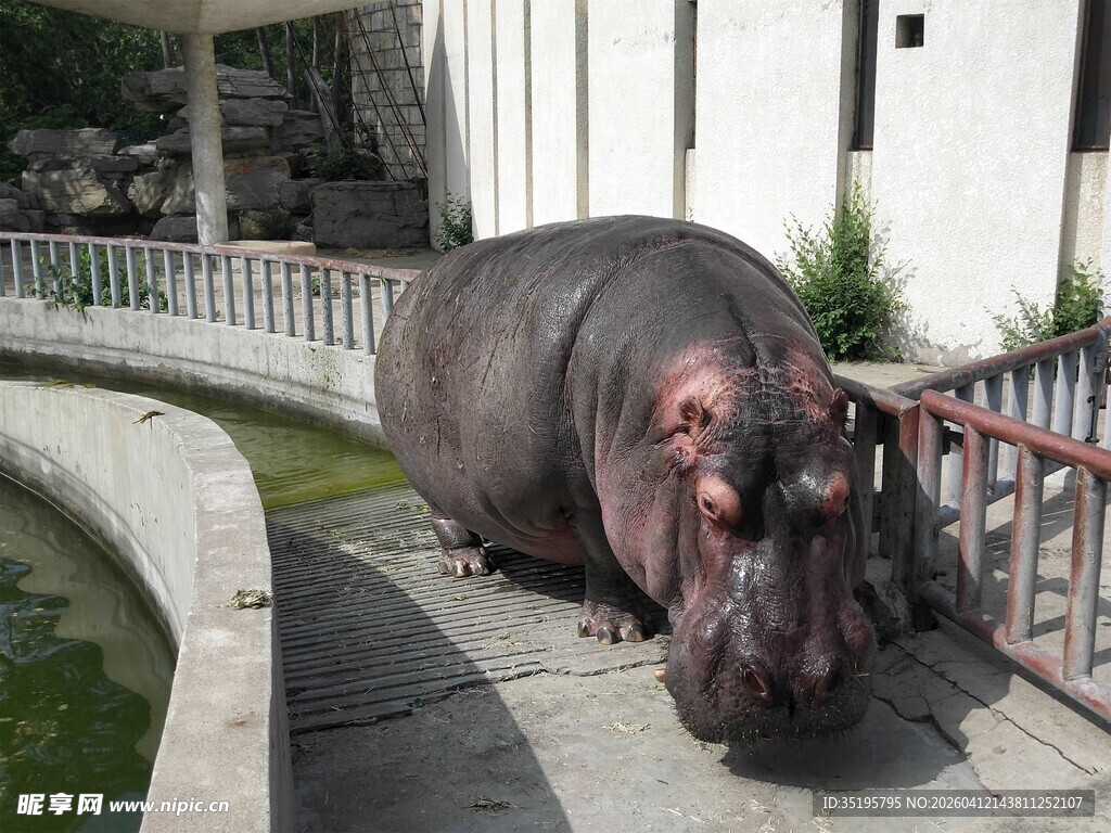 河边漫步的河马