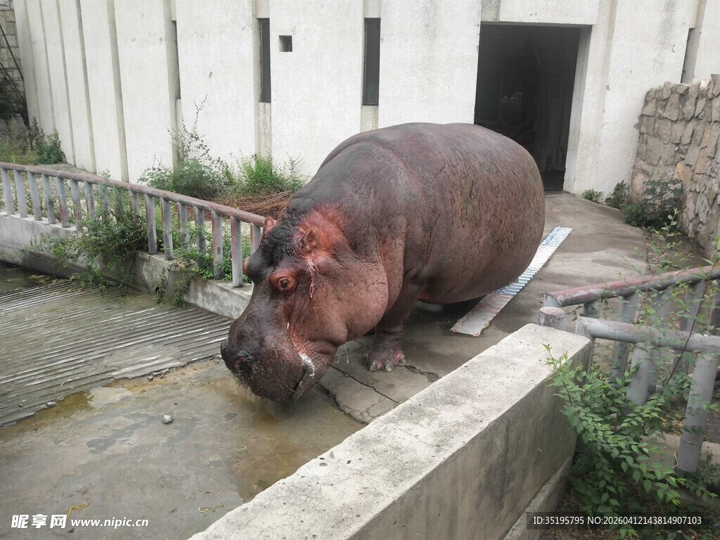 户外河马在围栏边休憩