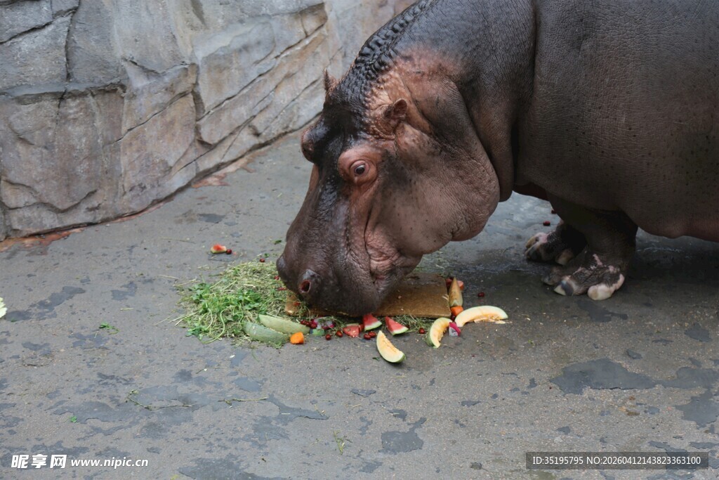 河马低头进食鲜嫩草料