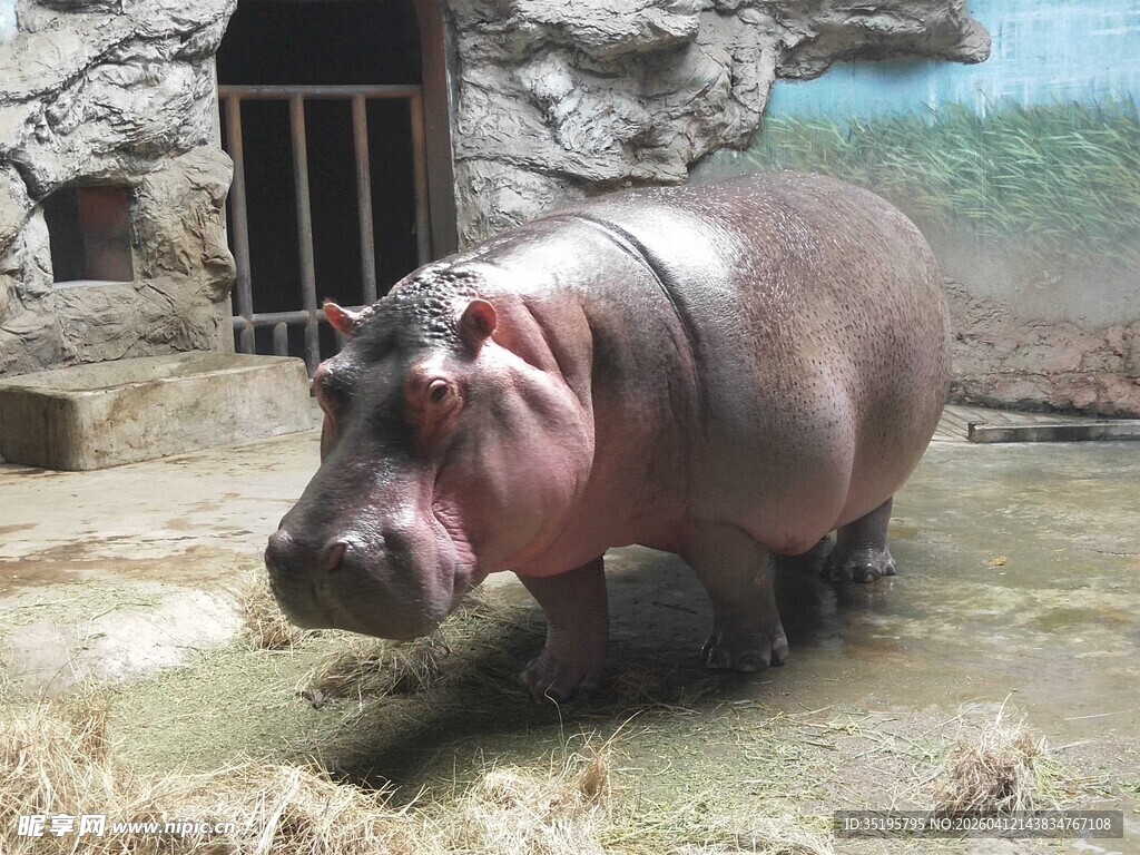 动物园中的河马