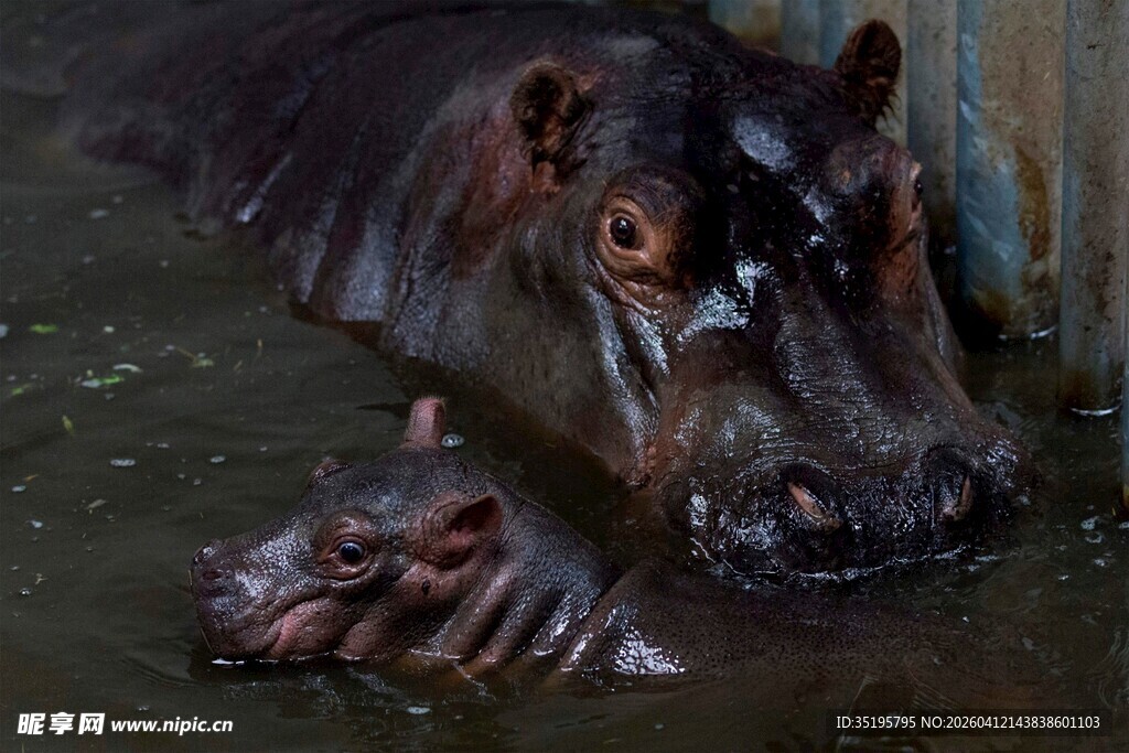 水中的河马母子