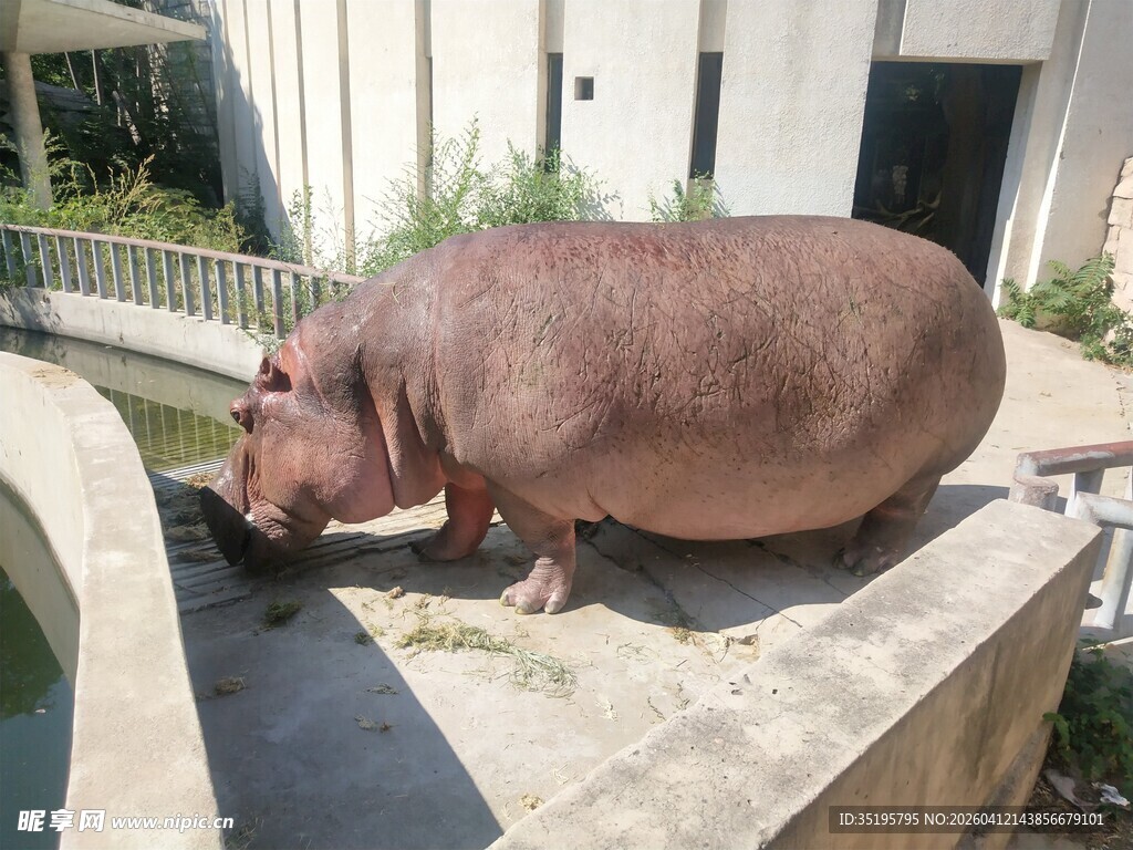 动物园里的河马