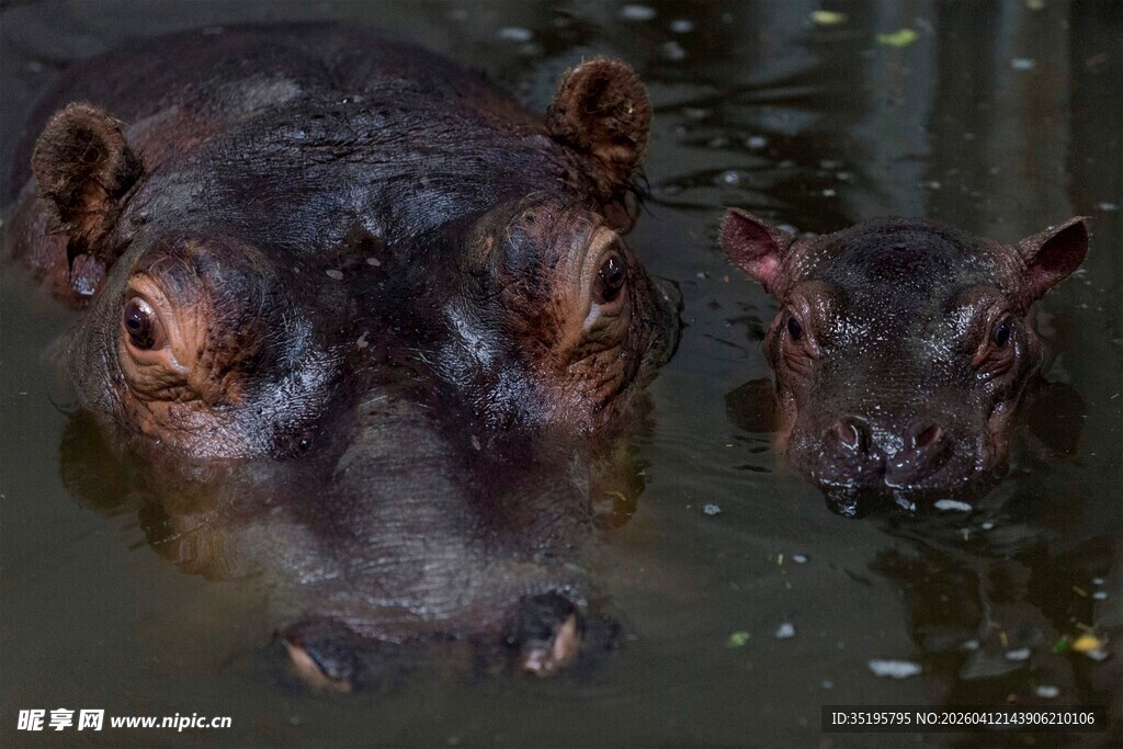 水中的河马母子