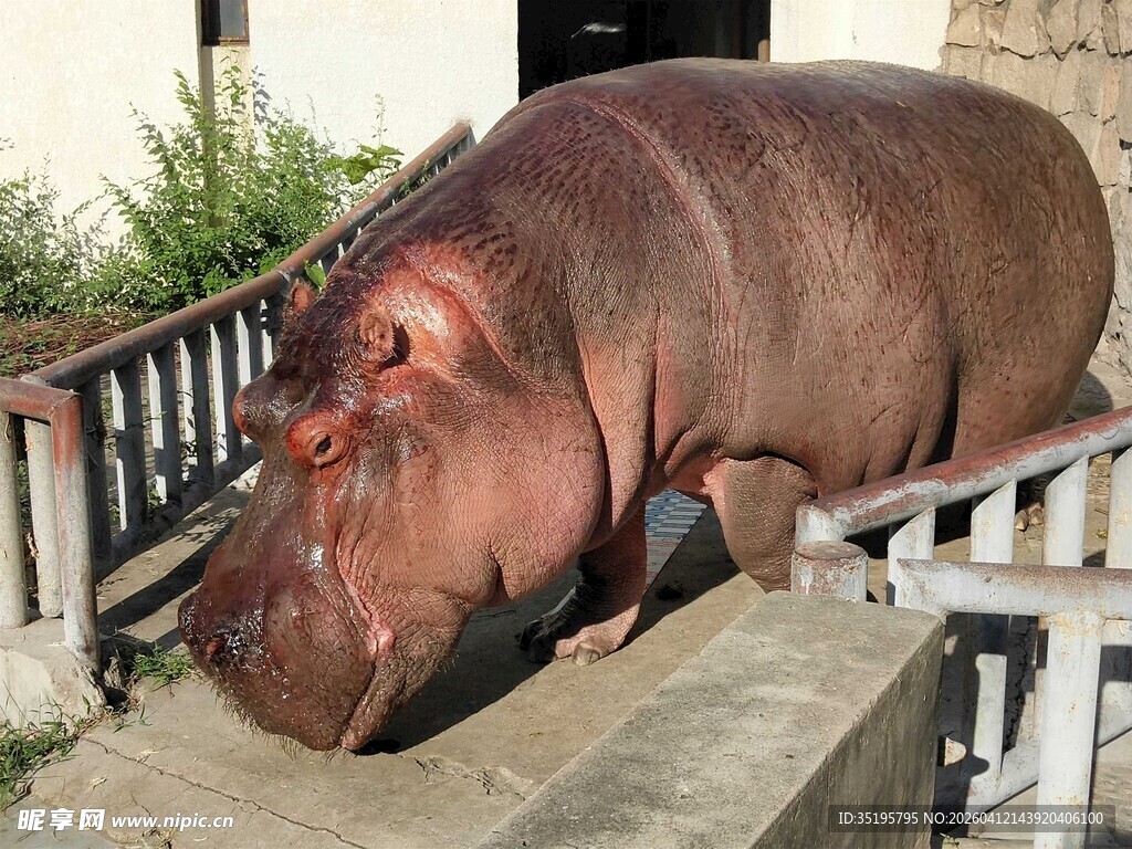 河马在围栏内低头休憩