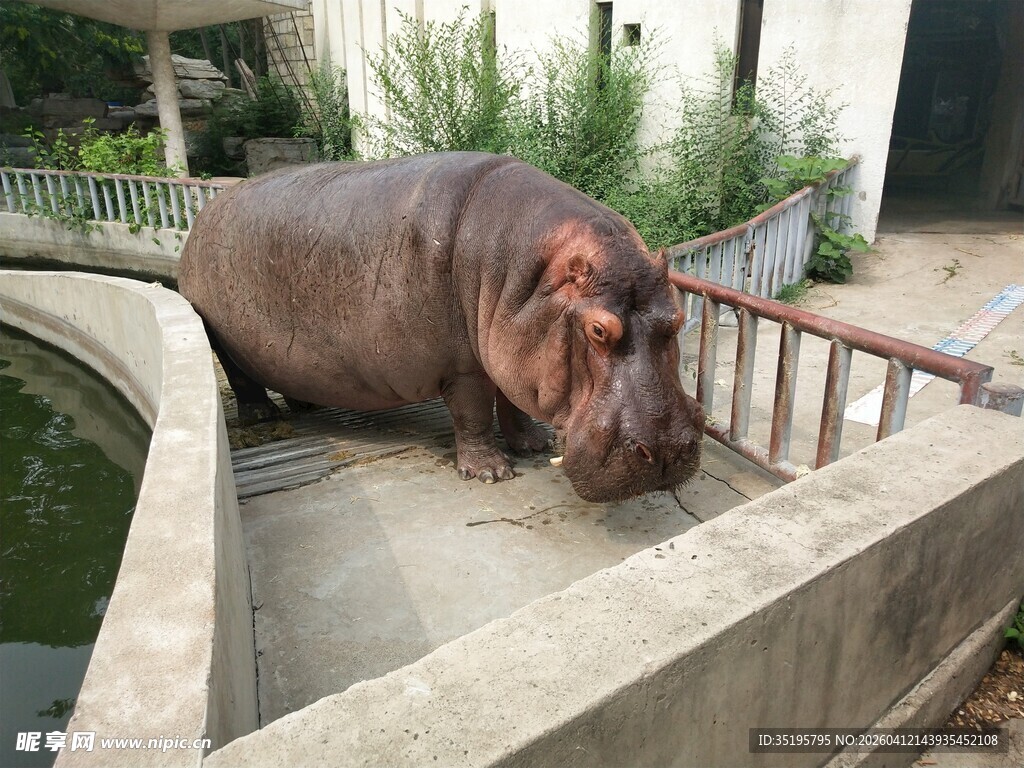 动物园里的河马