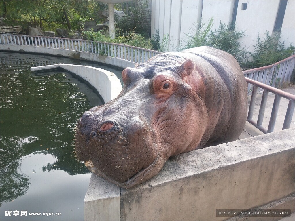 河马探头望风景
