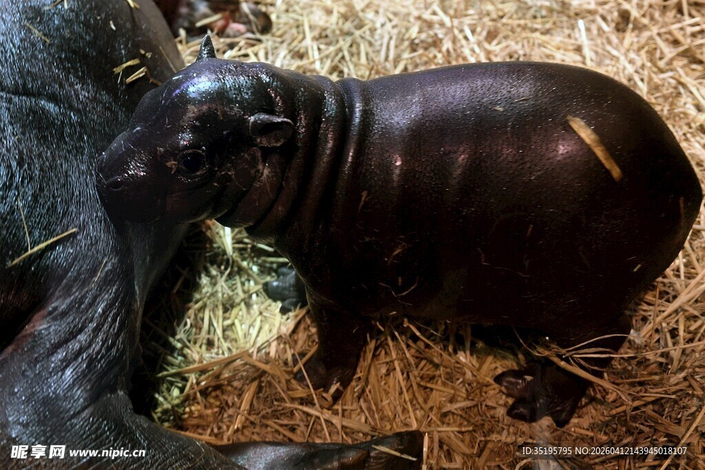 可爱小河马依偎在干草上