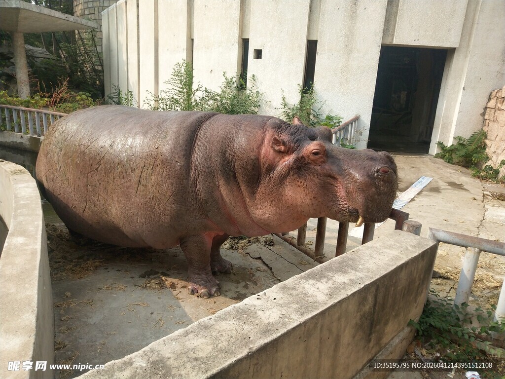 河马母子在户外休憩