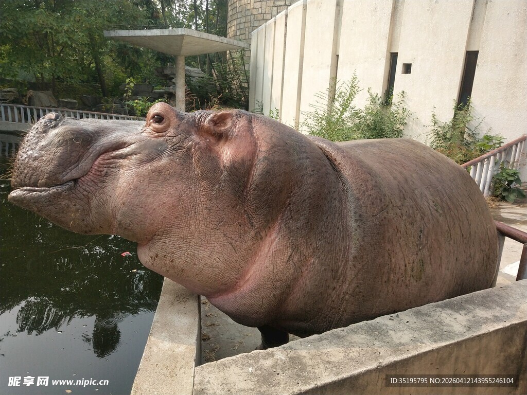 河边休憩的河马