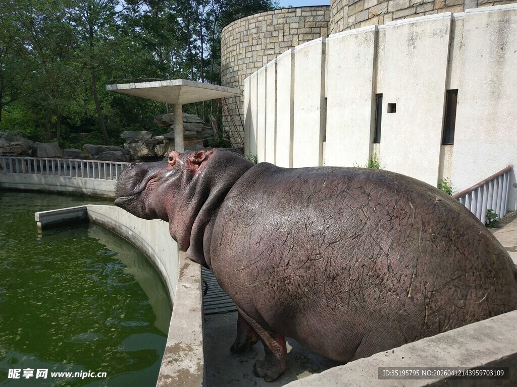河马在水池边休憩
