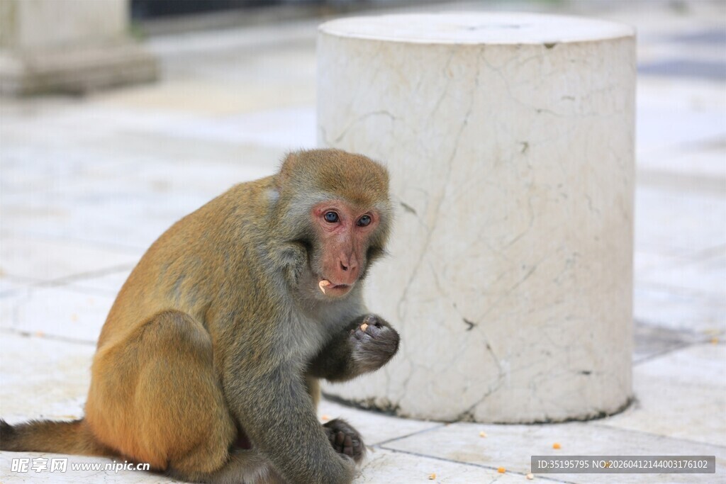 独坐的猴子