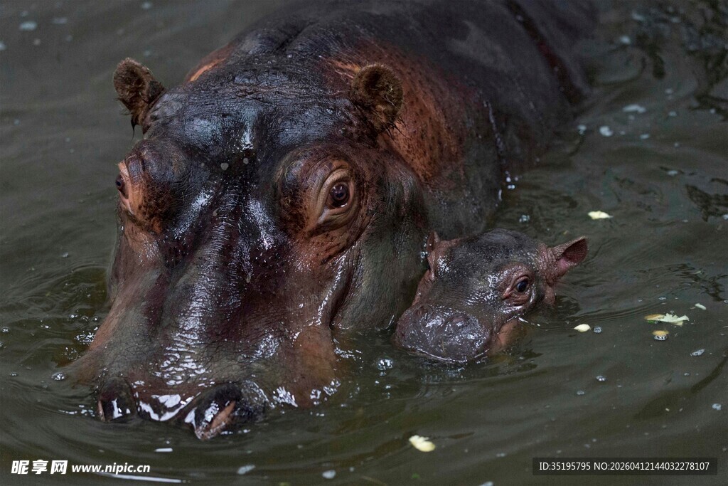 水中的河马母子