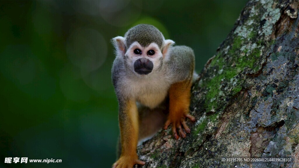 松鼠猴攀于树干