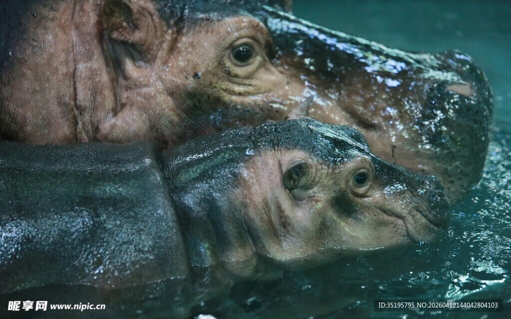 水中的两只河马