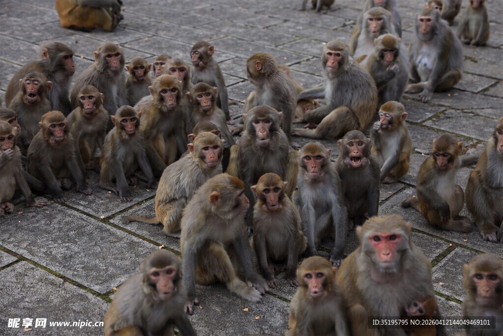 一群猴子聚集的场景
