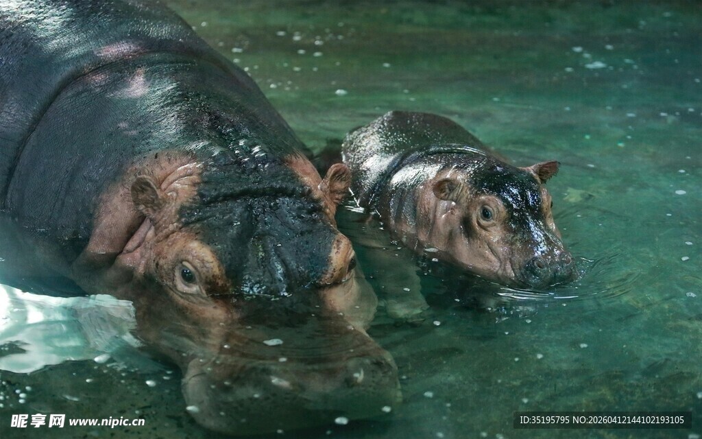 水中河马母子