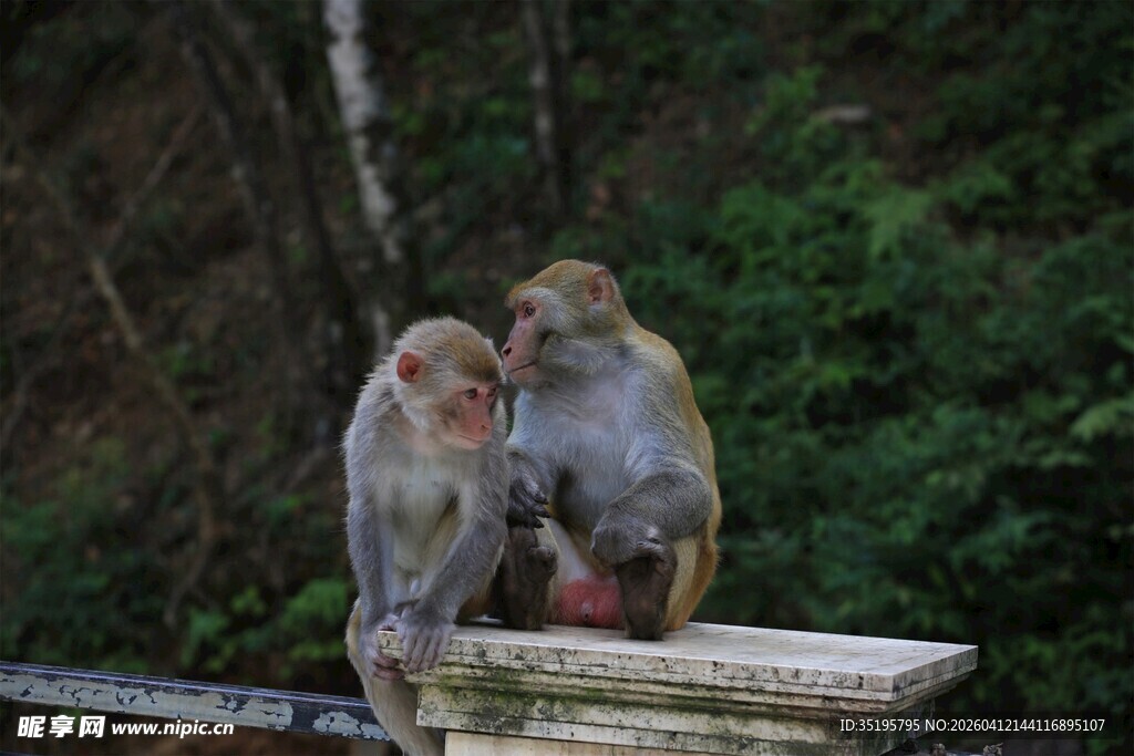 两只猴子坐于石台
