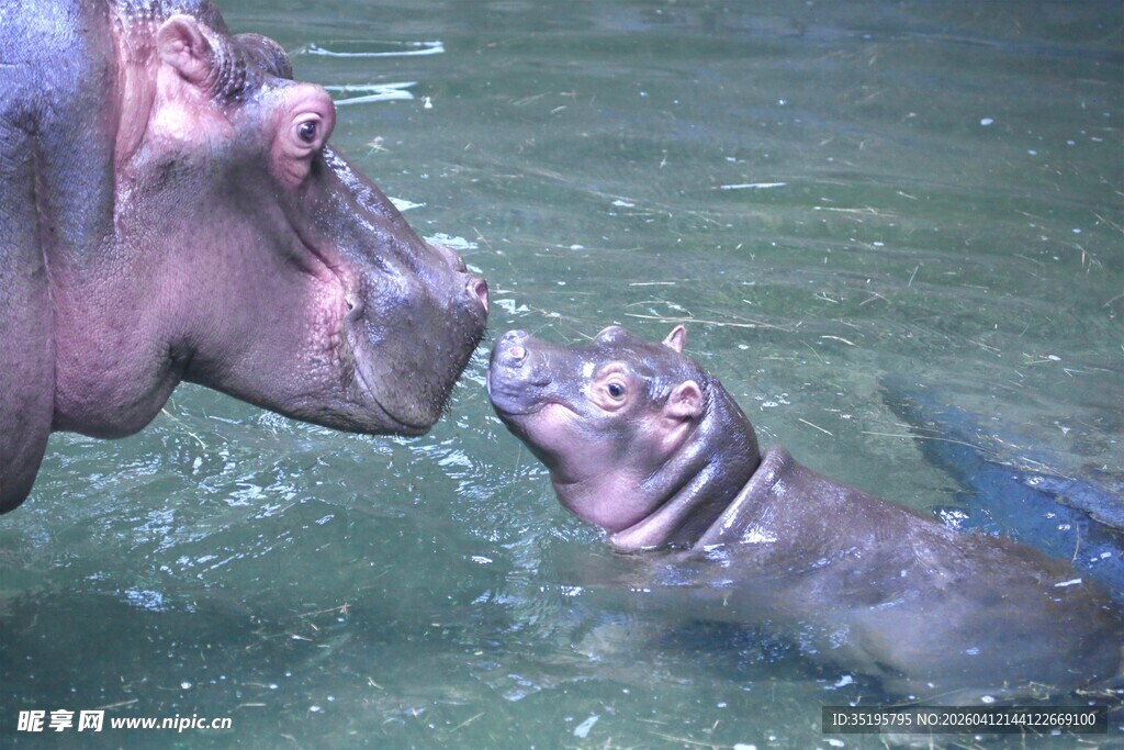 河马母子水中亲昵互动