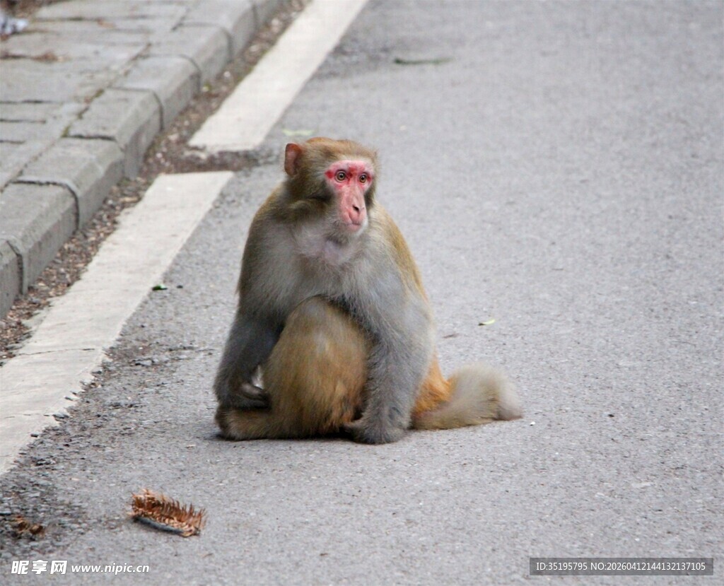 路边独坐的猴子