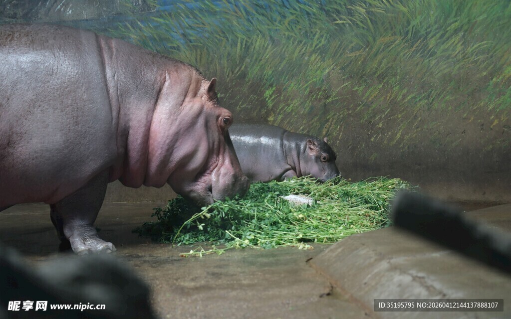 河马进食鲜绿草料