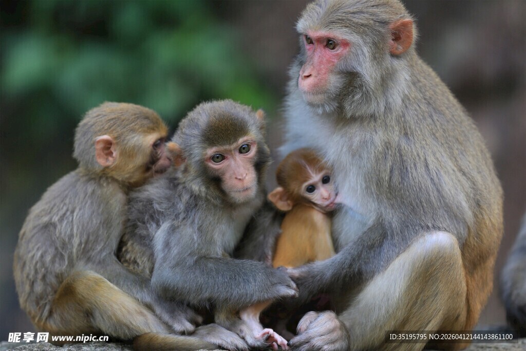 猴家族温馨相聚时刻