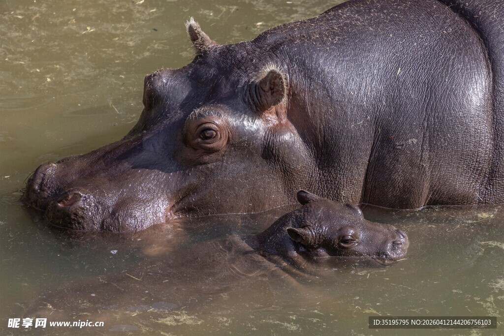 水中的河马母子
