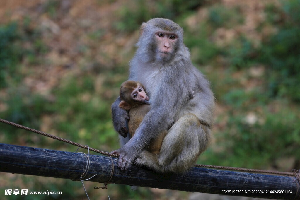 母猴抱小猴坐于杆上