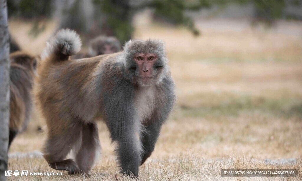 野外行走的猕猴