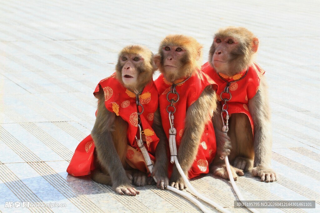 三只穿红衣小猴坐雪地