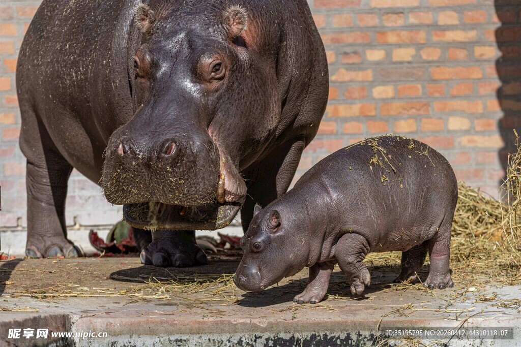 河马母子亲昵互动场景