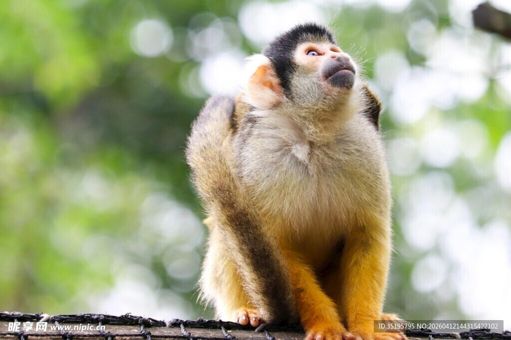 松鼠猴立于枝头张望