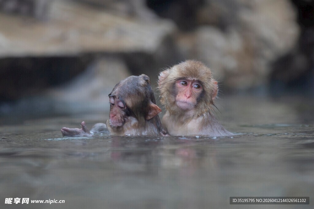 水中嬉戏的两只可爱猴子