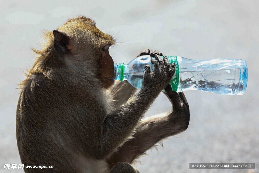 猴子手持水瓶喝水瞬间