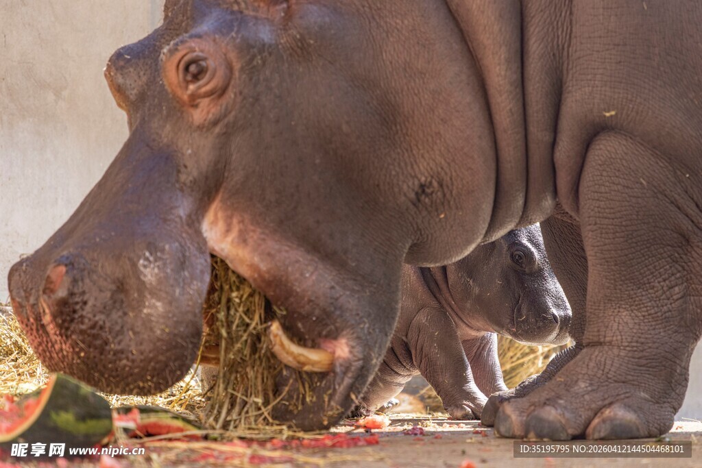 河马进食干草场景