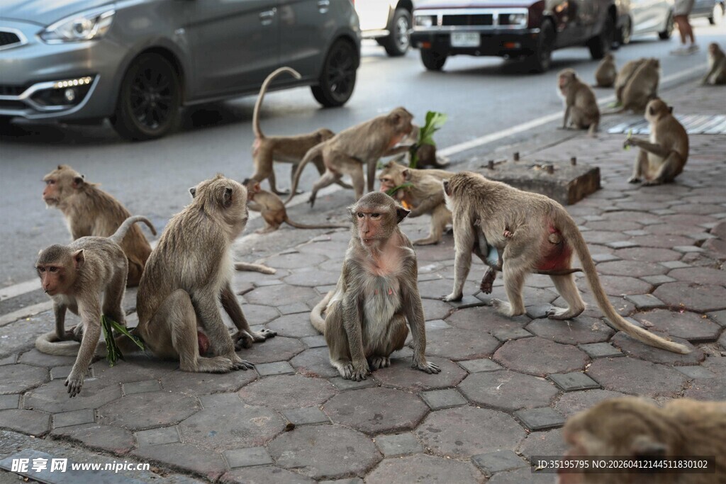 街头聚集的一群猴子