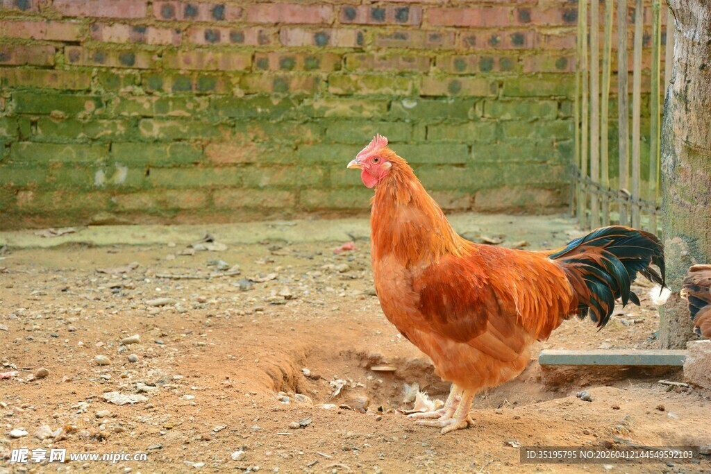 庭院中昂首挺立的红公鸡