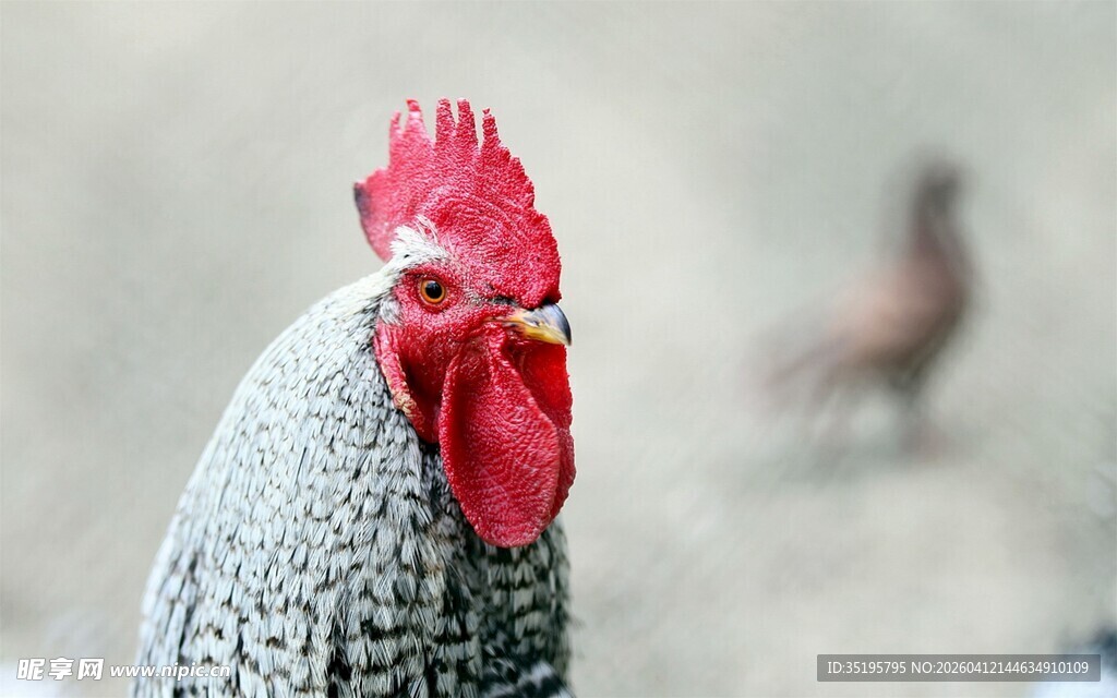 灰身红冠公鸡特写
