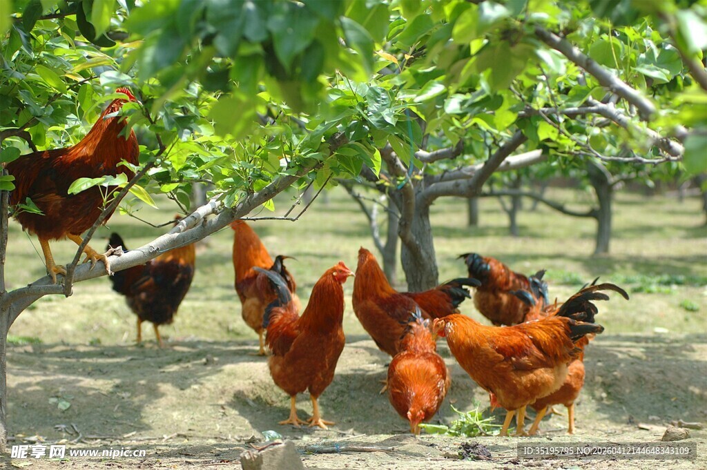 果园里觅食的多彩鸡群