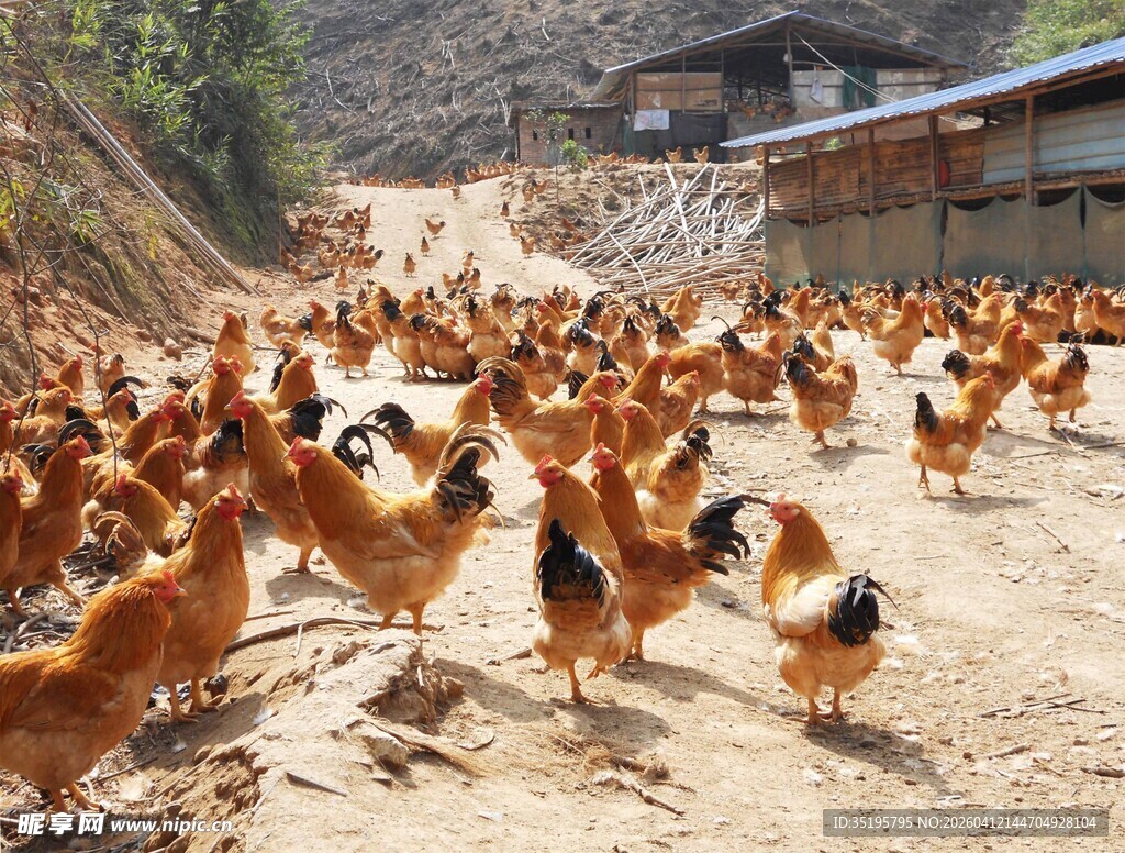 成群土鸡在户外觅食