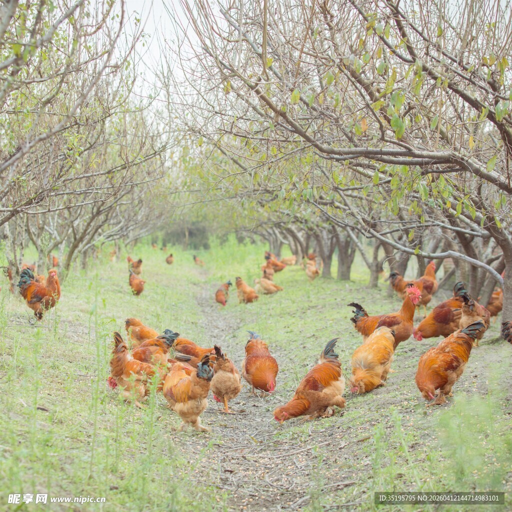 果园里的散养鸡群