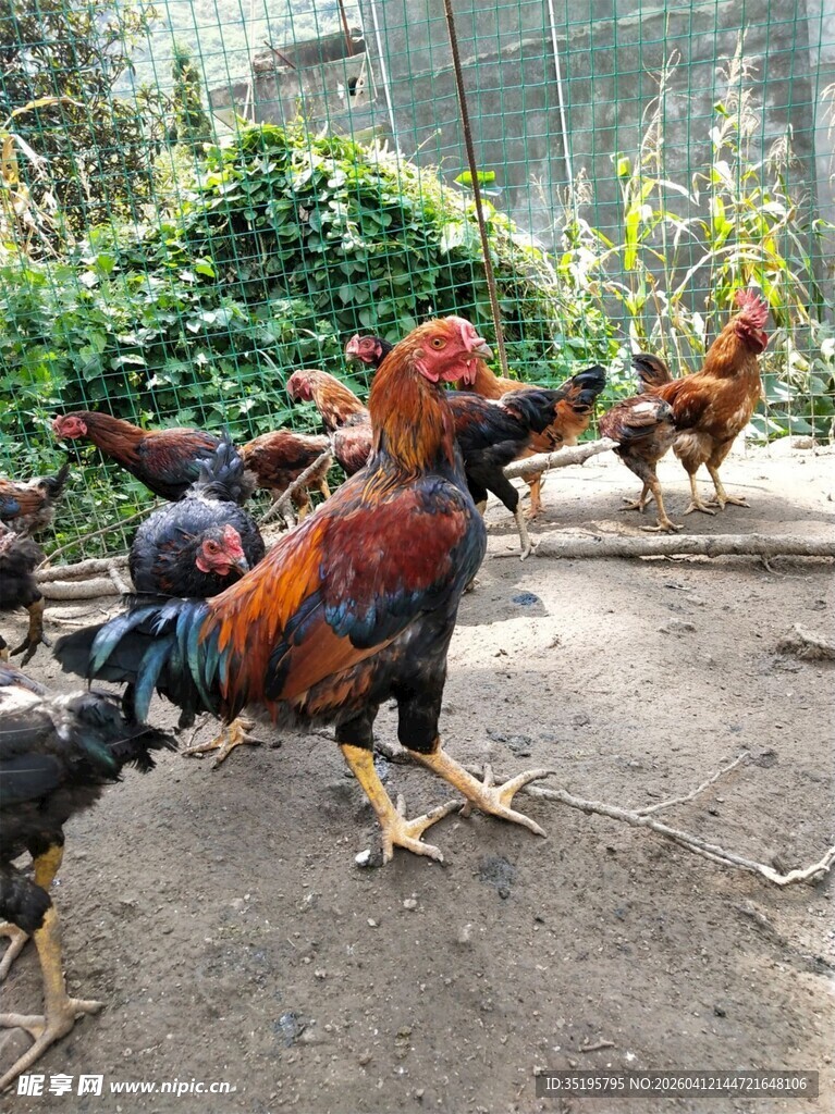 庭院中漫步的多彩公鸡