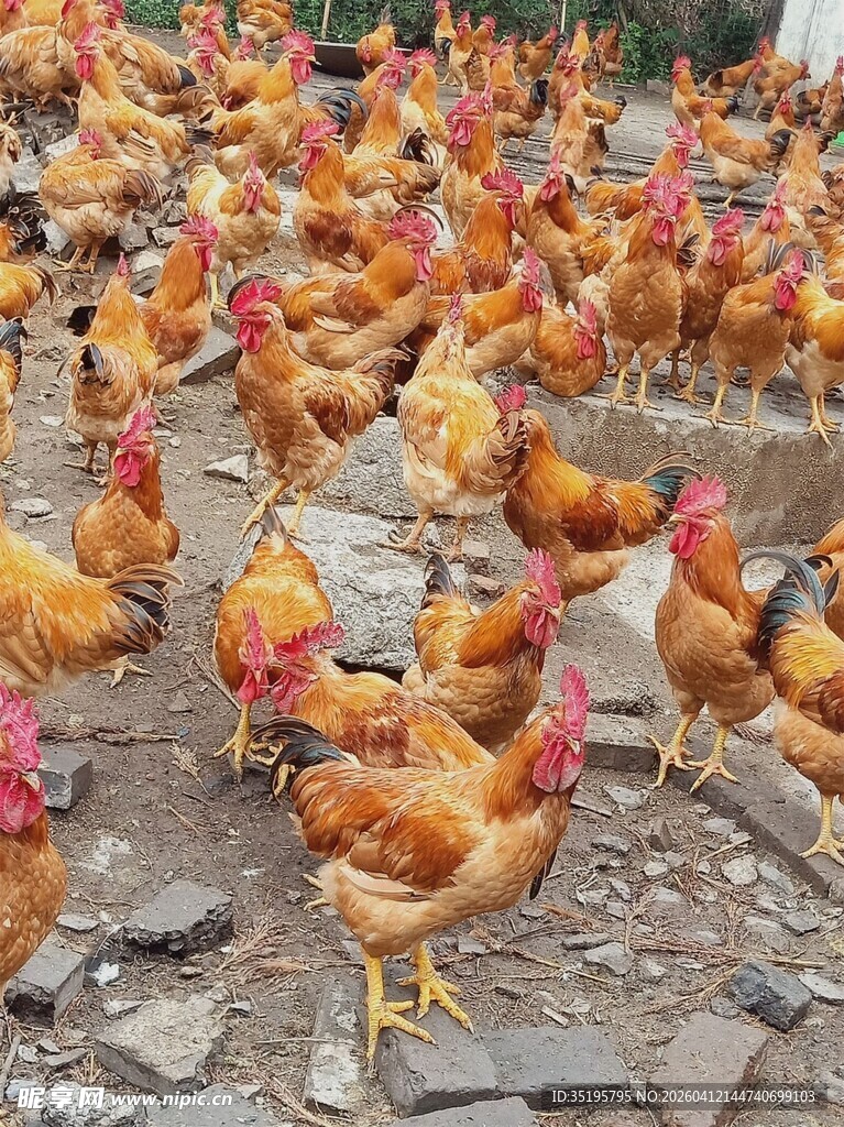 成群土鸡聚集在石堆旁