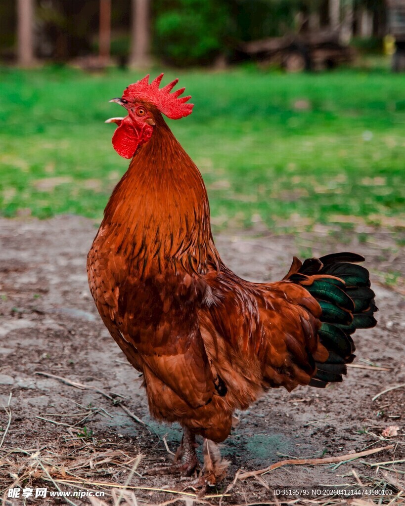 昂首挺立的美丽大公鸡