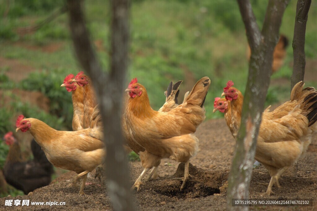 田园中觅食的一群鸡